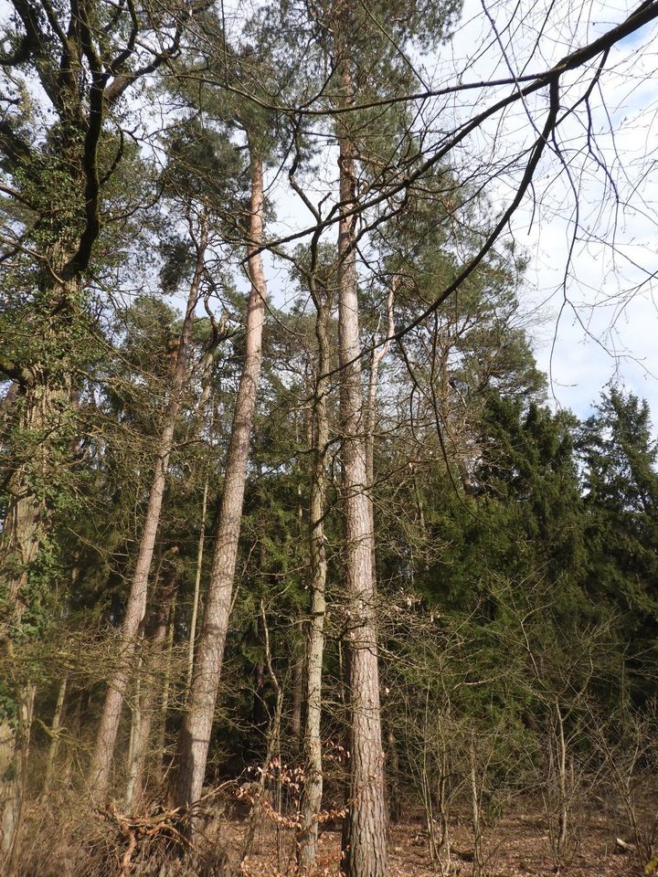 Eine seltene Gelegenheit: Wohnen im Wald ! in Wittingen