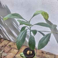 Avocado Pflanzen Bad Godesberg - Mehlem Vorschau
