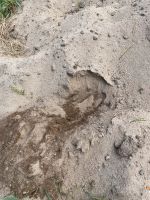 Dreckiger Bausand zum verfüllen / Rasen Sand Dresden - Hellerau Vorschau