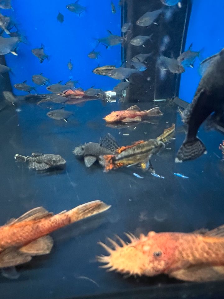 Apistogramma cacatuoides double red/ Kakadu Zwergbuntbarsch rot in Braunschweig