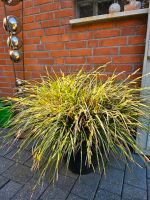 Schöne Pflanze mit großem Übertopf..... Nordrhein-Westfalen - Wesel Vorschau