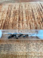 Camponotus cruentatus Ameisenkolonie Nordrhein-Westfalen - Paderborn Vorschau
