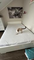 Ikea Bett Malm 140x200 (ohne Matratze und Katze) Bayern - Wasserburg am Inn Vorschau