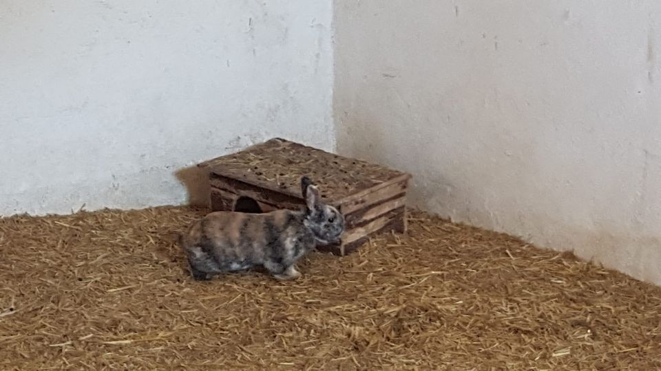 Hasen zu verkaufen in Wallersdorf