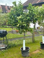 Orangenbaum mit saftig grünen Blättern! Baden-Württemberg - Volkertshausen Vorschau