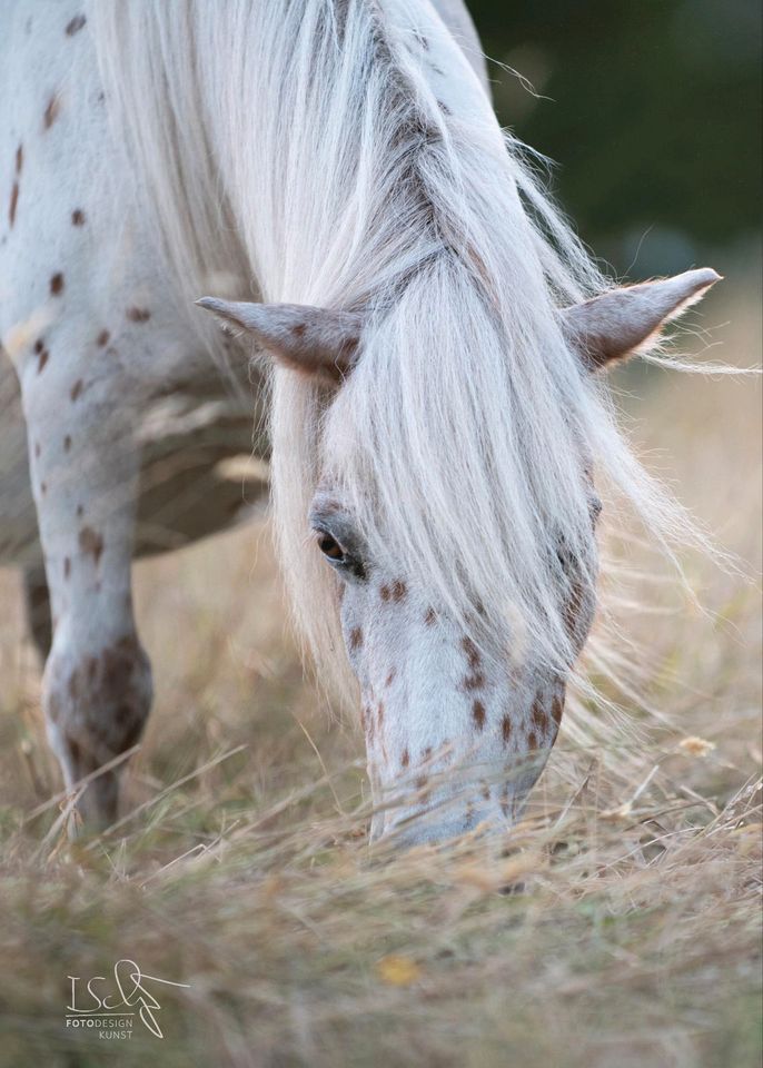 Minishetty /Mini Shetlandpony / Volltiger / Shetty in Oberhausen