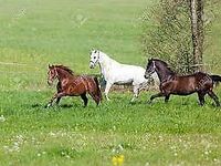 Rösrath + 50 km: Immobilie für Pferdehaltung gesucht! Nordrhein-Westfalen - Rösrath Vorschau