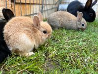 4 Zwergkaninchen abzugeben Rheinland-Pfalz - Piesport Vorschau