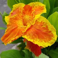 seltene CROZY CANNA wunderschön BLÜTE BLUMENROHR Höhe ca 1,50m Brandenburg - Nuthe-Urstromtal Vorschau