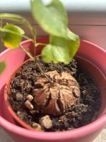 Dioscorea Elephantipes Caudex Schildkrötenpflanze etabliert mit B Stuttgart - Untertürkheim Vorschau