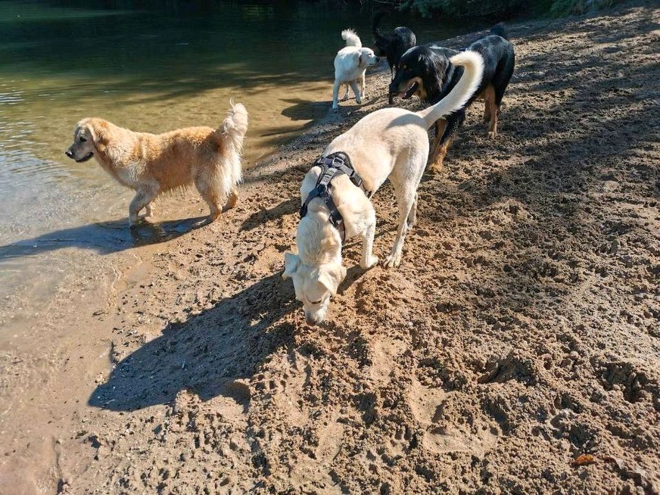 Mobiler Gassi-Service als Dogwalker inkl. Abhol- und Bringservice in Willich