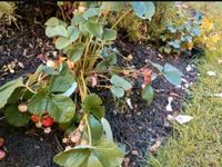 Erdbeeren Erdbeerpflanzen Erdbeere Pflanzen winterhart Niedersachsen - Meinersen Vorschau