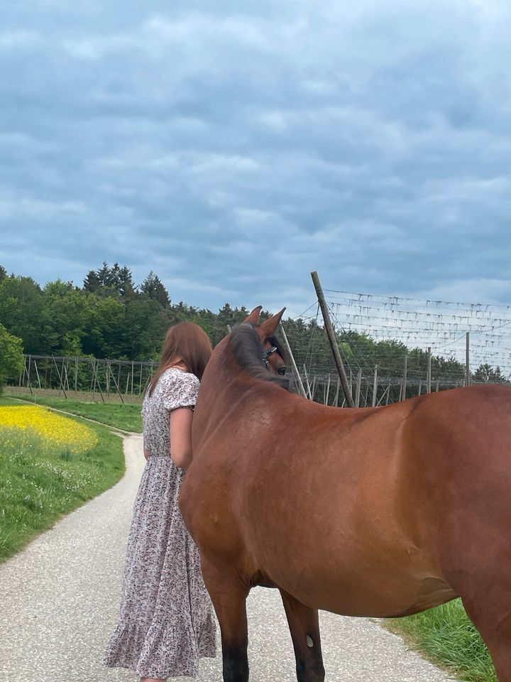 Pony Stute in liebevolle Hände abzugeben in Geisenfeld