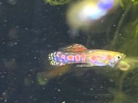 Guppy ginga rubra blond Thüringen - Tiefenort Vorschau