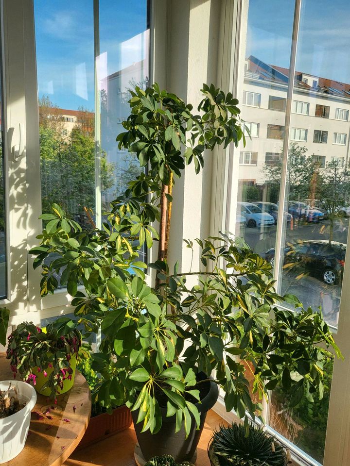 Große 15 Jahre alte Schefflera im Topf in Berlin