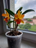 Orchidee (Ableger durch Teilung) in Blüte orange Sachsen - Löbau Vorschau