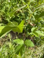 Brombeeren, Pflanzen Thüringen - Bad Langensalza Vorschau