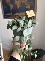 Hoya Lacunosa Super Silver Dortmund - Mitte Vorschau