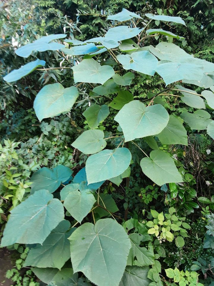 Blauglockenbaum (Paulownia tomentosa) in Itzehoe