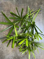 6+1 Gratis‼️ Papyrus Wasserpalme Zyperngras Cyperus Zimmerpflanze Rheinland-Pfalz - Adenau Vorschau