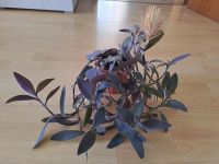 Große Dreimasterblume Purple Tradescantia pallida Pflanze  10€  N Nordrhein-Westfalen - Herne Vorschau