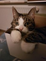 Katze und ihre Dosenöffner suchen Haus oder Eigentumswohnung Hannover - Mitte Vorschau