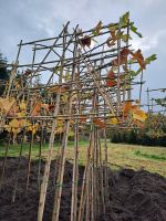 WIEDER NEU EINGETROFFEN Platanen Spalierbäume Niedersachsen - Westoverledingen Vorschau