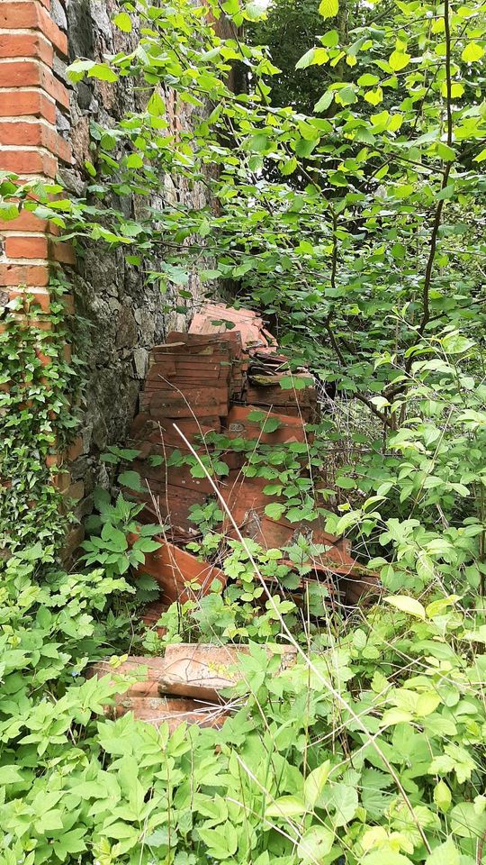 Bieberschwänze rot in Rietz-Neuendorf