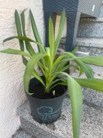 Yucca Palme Baden-Württemberg - Ilsfeld Vorschau