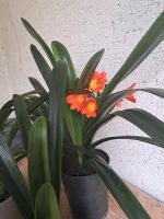 Clivia  Pflanze 5 Euro Bayern - Nußdorf am Inn Vorschau