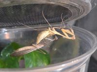 Gottesanbeterin Miomantis sp (kurz flügel) mantide mantis terra Stuttgart - Bad Cannstatt Vorschau