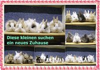 Zwergkaninchen: Löwenköpfchen-Teddys-Farbzwergmixe Sachsen - Mittweida Vorschau