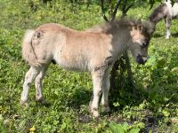 Part.Bred Hengst Fohlen Bayern - Günzburg Vorschau