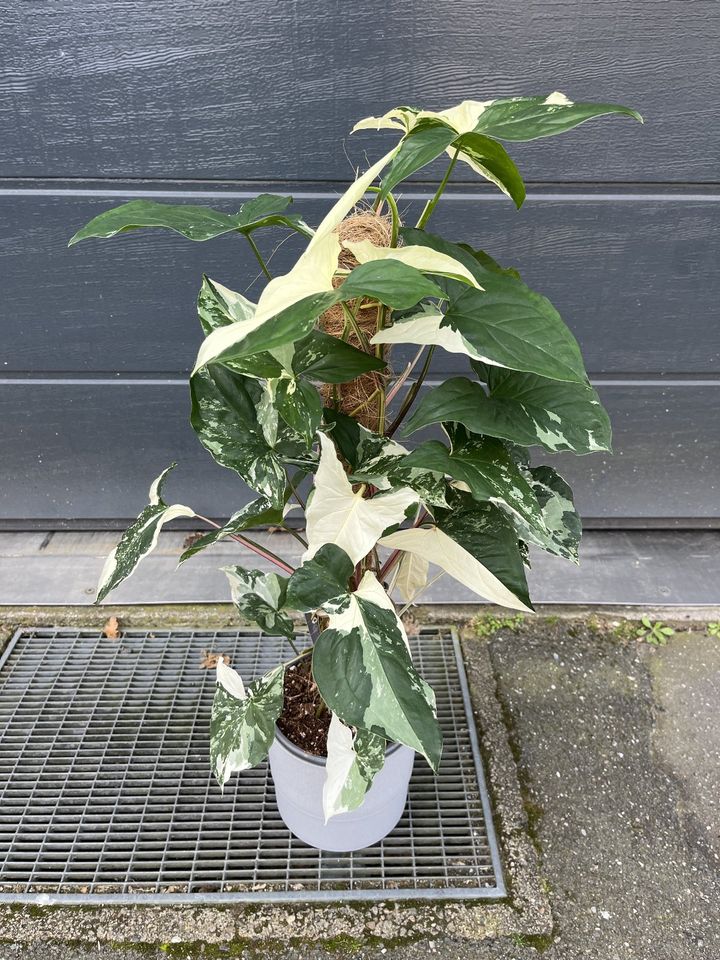 Syngonium Albo Variegata verschiedene Größen in Hannover