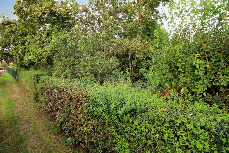 Zeit zur Entspannung: Großes Gartengrundstück in ruhiger Lage von Teutschenthal in Teutschenthal