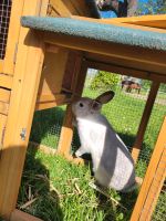 Kaninchen Hase Bock ca 1 Jahr alt Osterfeld - Waldau Vorschau