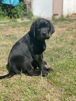 ERFÜLLEN SIE SICH IHRE GRÖSSTEN LEBENSTRÄUME: EINE EIGENE FAMILIE, EIN HAUS MIT GARTEN UND EINEN HUND! Sachsen - Adorf-Vogtland Vorschau