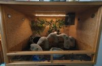 Terrarium OSB 120x80x80 cm Nordrhein-Westfalen - Wachtberg Vorschau