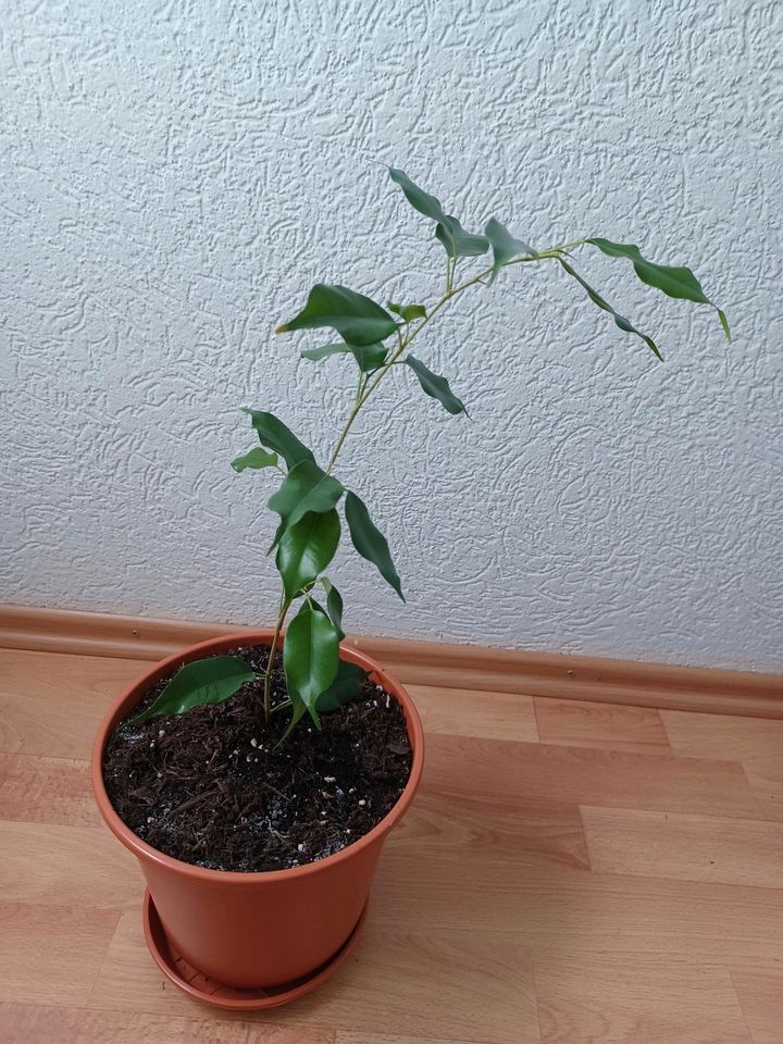 Ficus Benjamini in Sulzburg