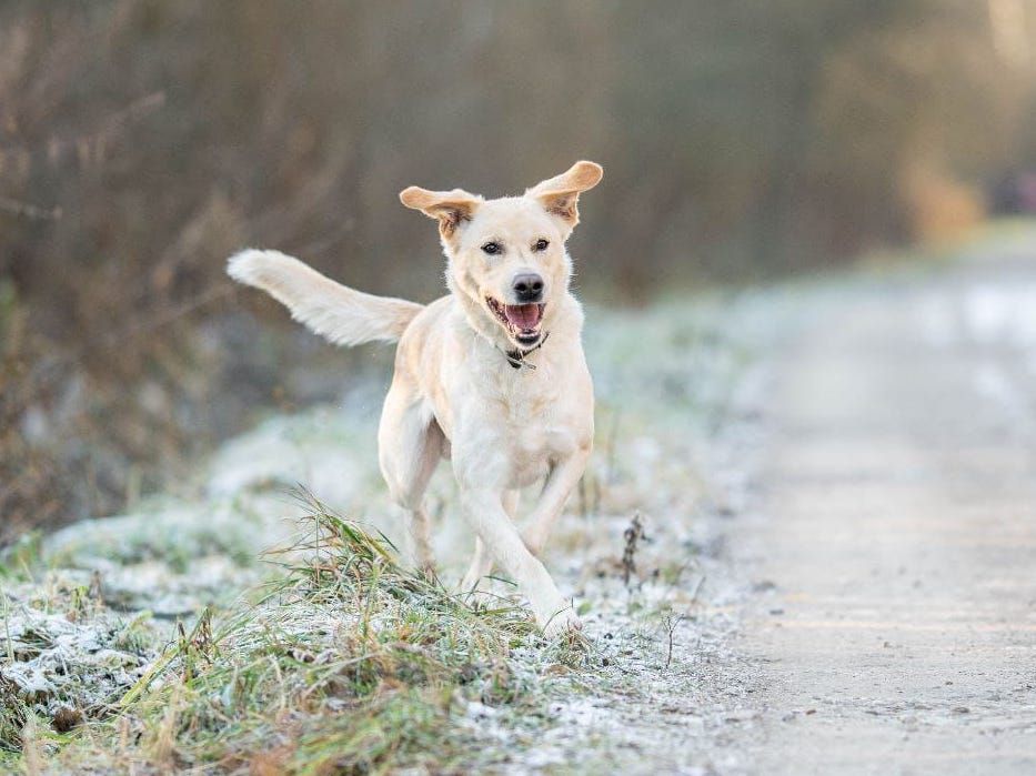 Tierschutz Hund Sven sucht ein Zuhause! in Koblenz