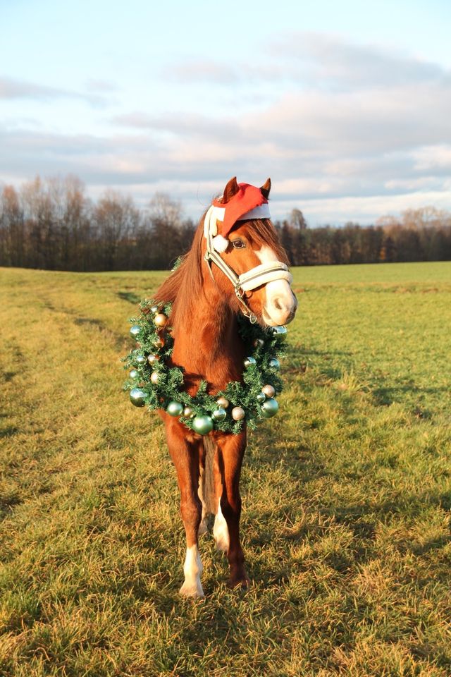 Pflegebeteiligung Pony mit evtl reitbeteiligung in Marburg