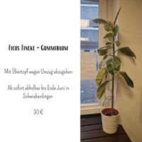 Ficus Tineke - Gummibaum Baden-Württemberg - Markgröningen Vorschau