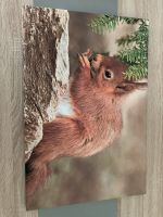 Leinwand Eichhörnchen 60x40 cm Bayern - Coburg Vorschau