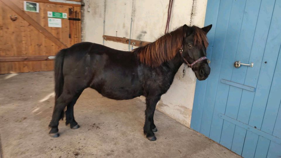 Reitbeteiligungen für Kinder, Jugendliche, leichte Erwachsene in Wollin bei Brandenburg an der Havel