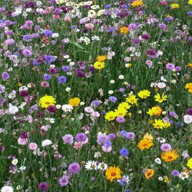 Blühwiesen neu anlegen, Bienenweiden, Blumenwiesen in Bad Zwischenahn