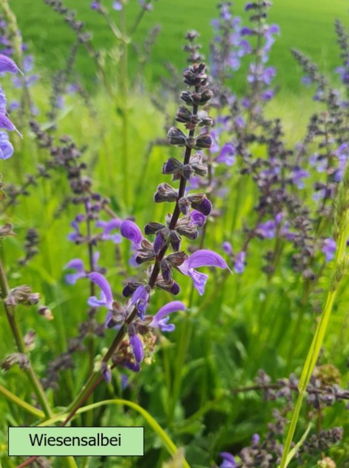 Echter Lavendel mehrjährig, besonders insektenfreundlich in Alzenau