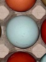SUCHE Huhn welches blaue Eier legt Baden-Württemberg - Steinheim Vorschau