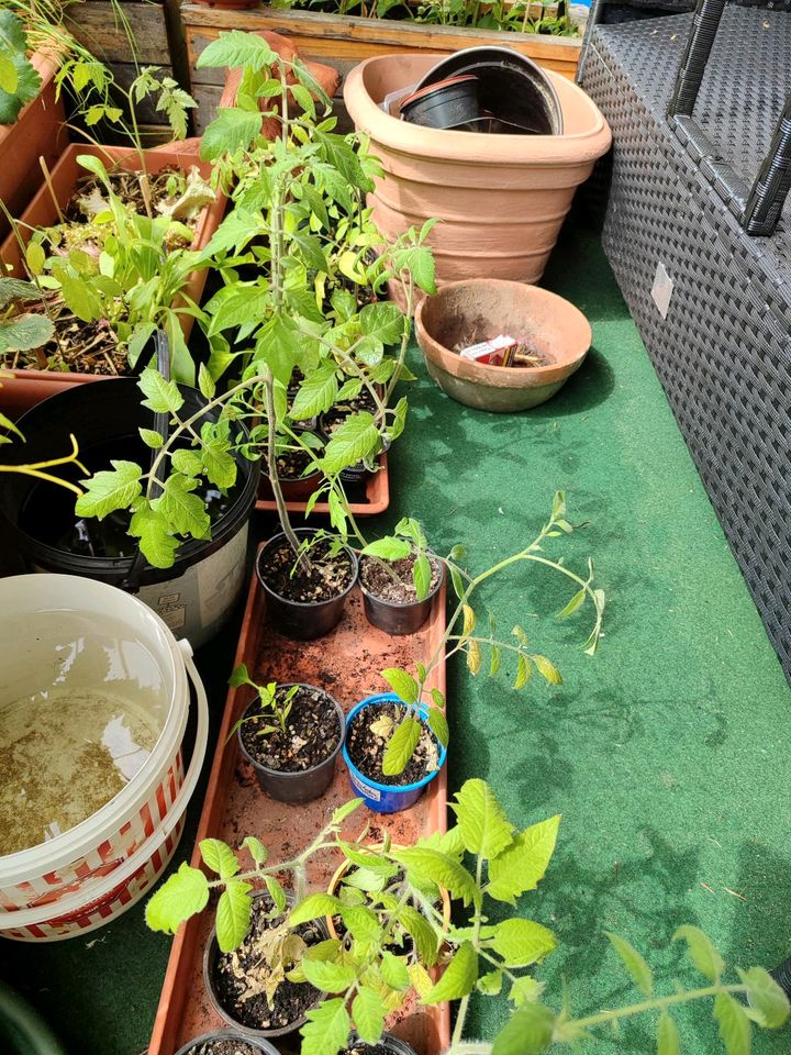 Tomaten/Gemüse/Pflanze/Gemüsepflanze in Rastatt
