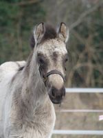 Reitpony Stutfohlen Golden Grey Niedersachsen - Burgwedel Vorschau