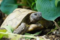 Schildkrötenfreunde Bayern - Bamberg Vorschau